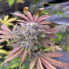 Papaya Sorbet > Elev8 Seeds